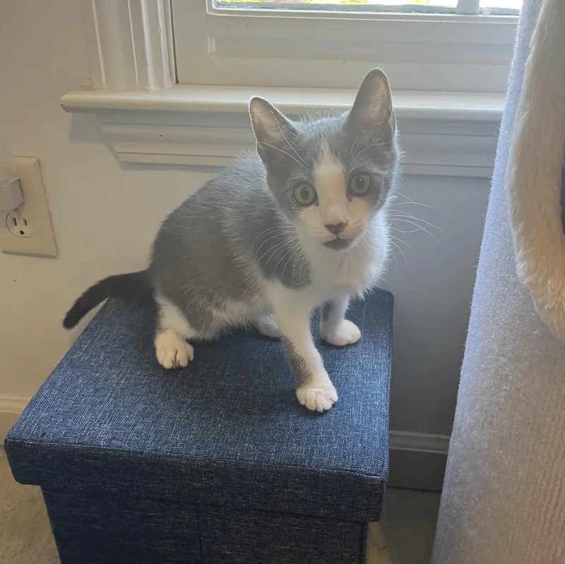 A baby medium-sized male Gray & White Tuxedo cat named Macchiato for adoption in Duluth, GA
