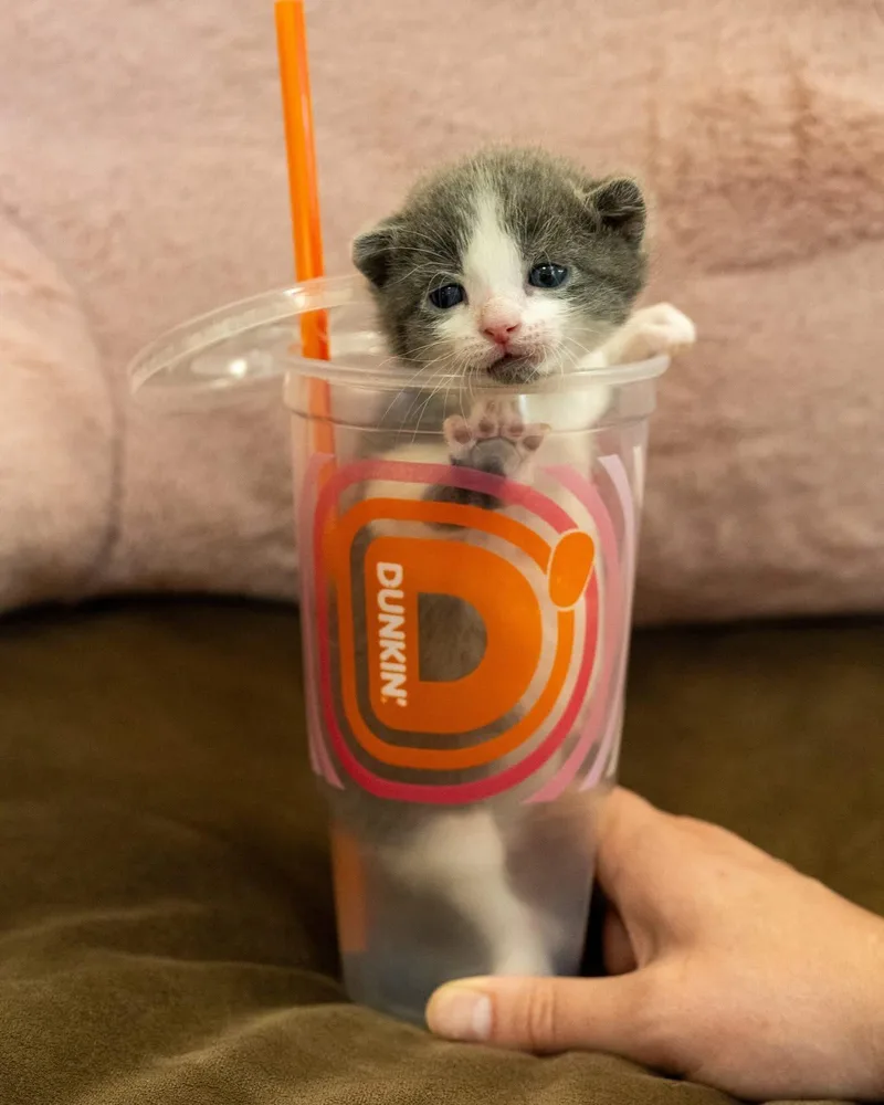 Macchiato thumbnail 2