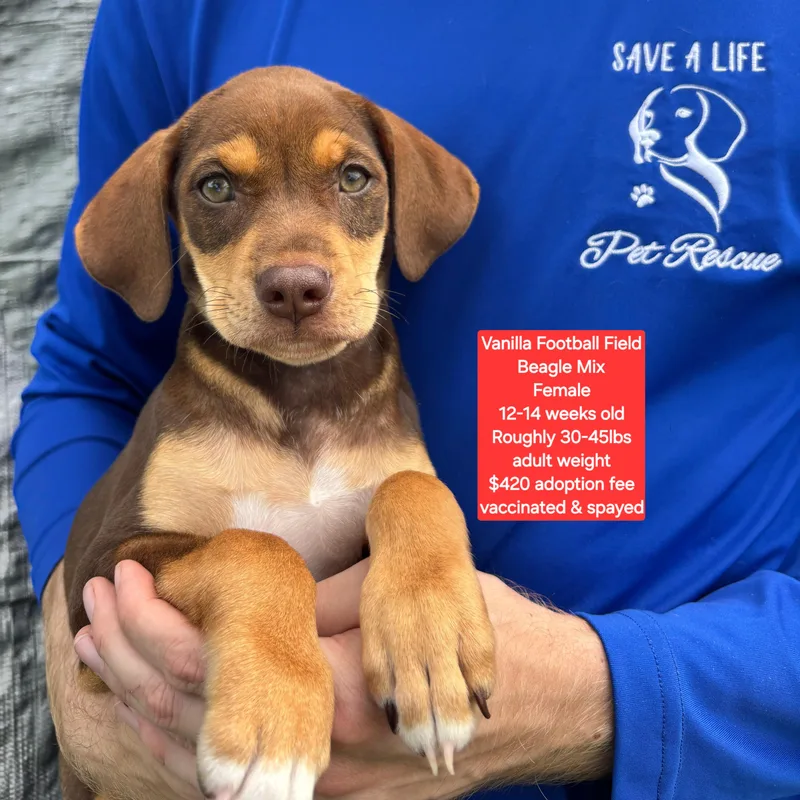 A baby medium-sized female Beagle dog named Vanilla Football Field for adoption in Oviedo, FL