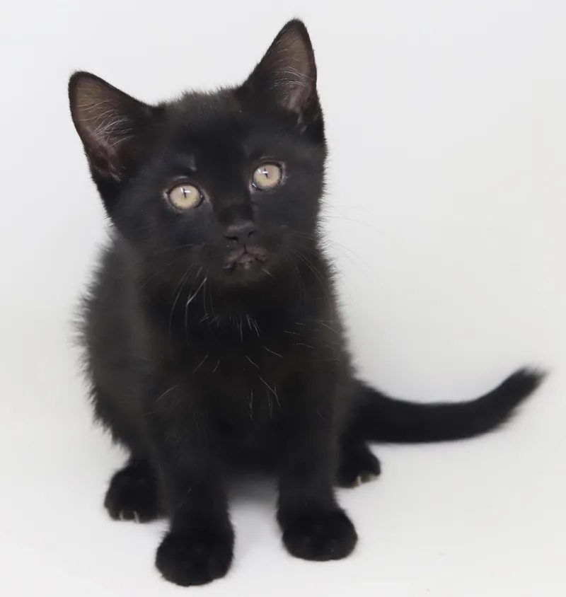 A baby small-sized female Black Bombay cat named Shamrock Is Our Supergirl! for adoption in Bedford Hills, NY
