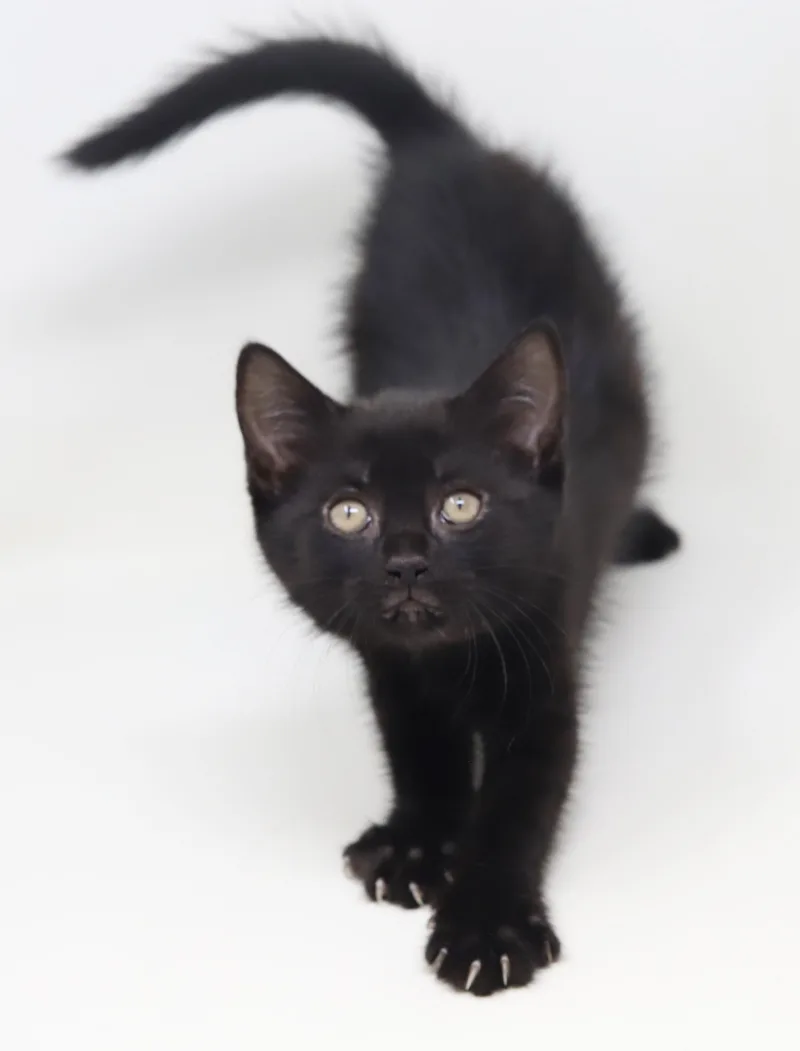 Shamrock Is Our Supergirl! thumbnail 2