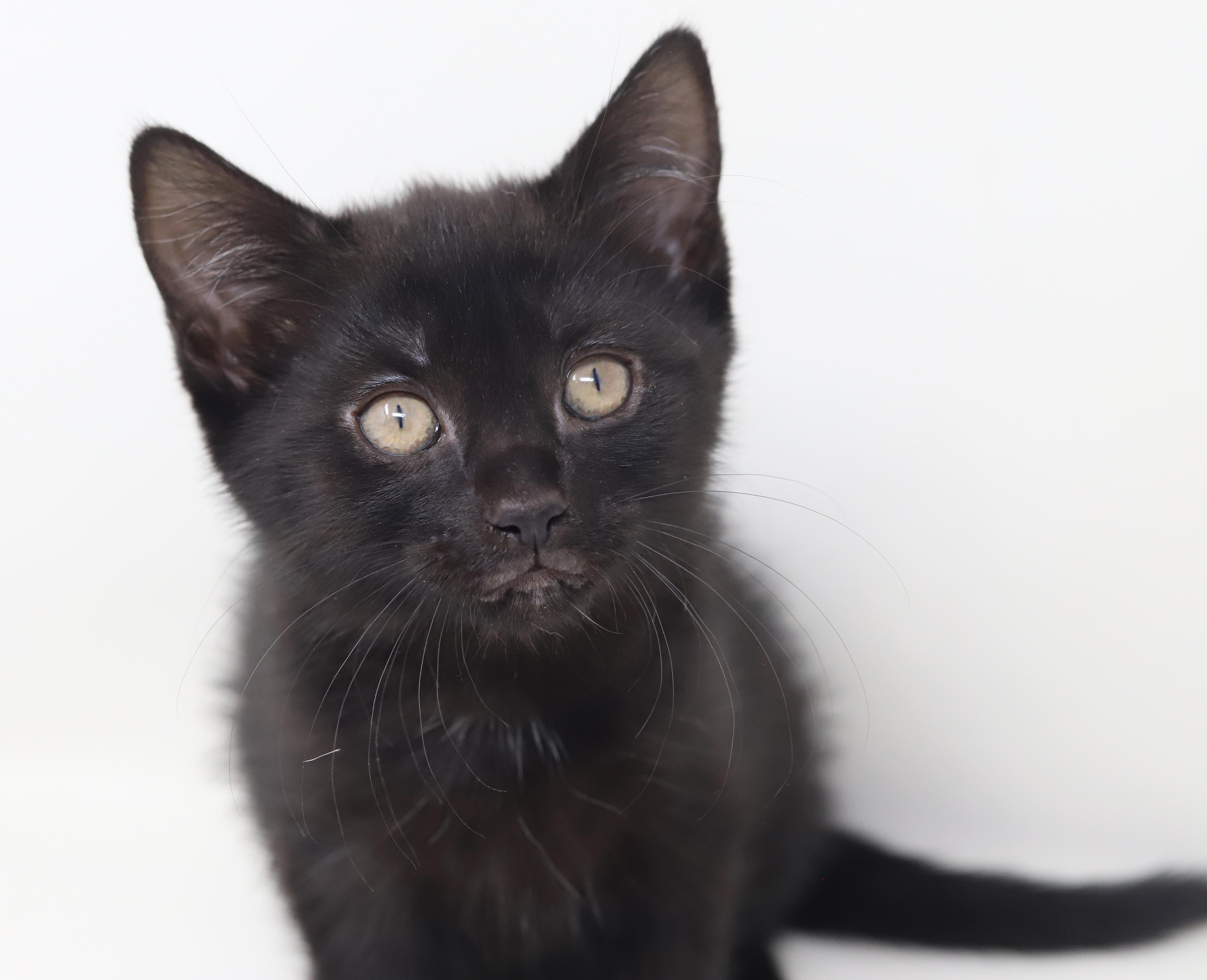 Shamrock Is Our Supergirl! thumbnail 3