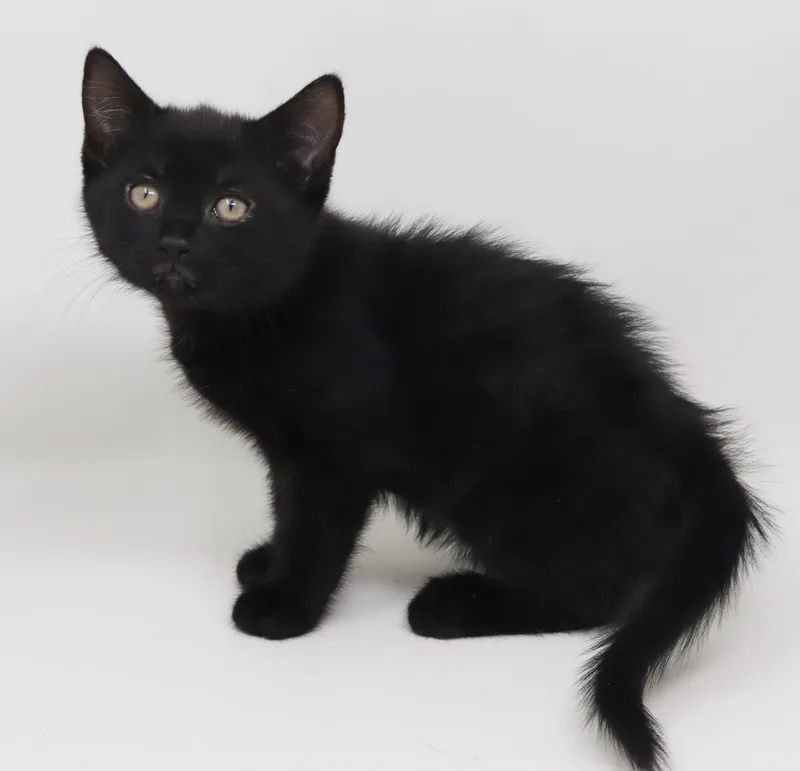 Shamrock Is Our Supergirl! thumbnail 4