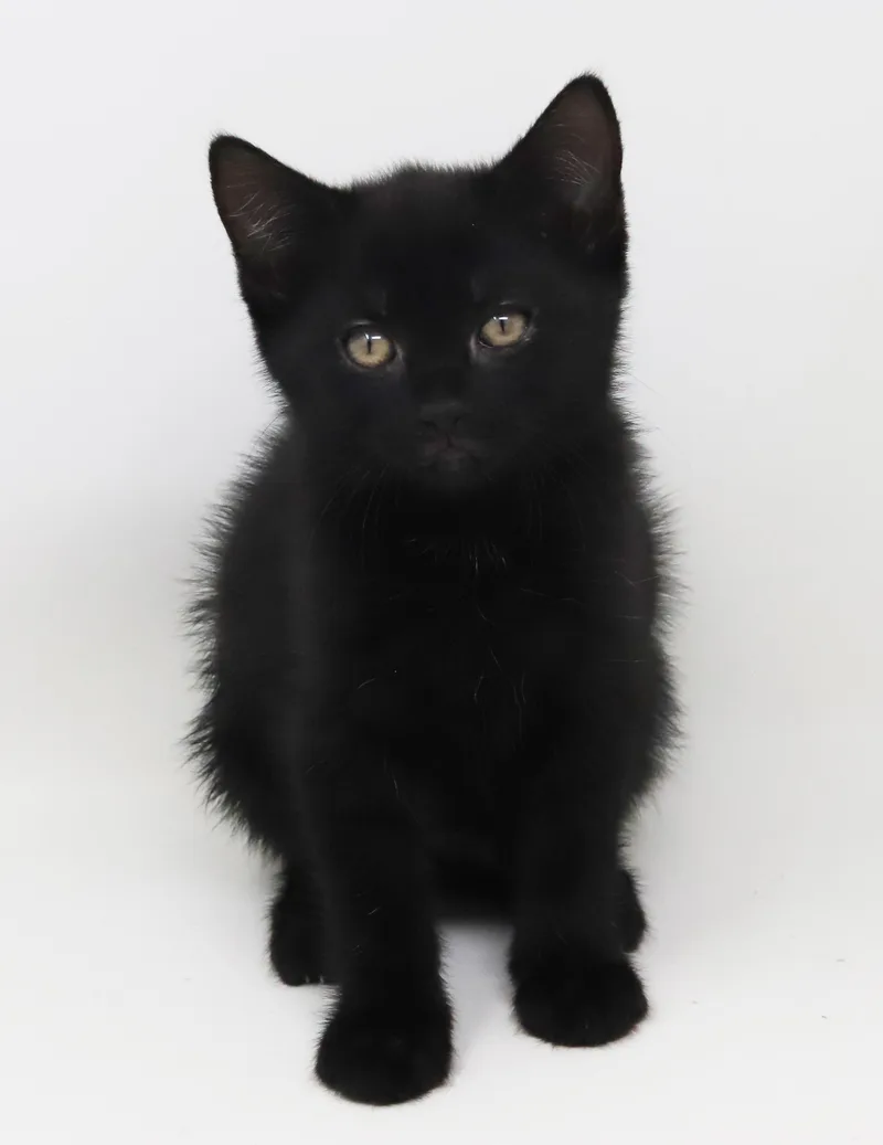 Shamrock Is Our Supergirl! thumbnail 5