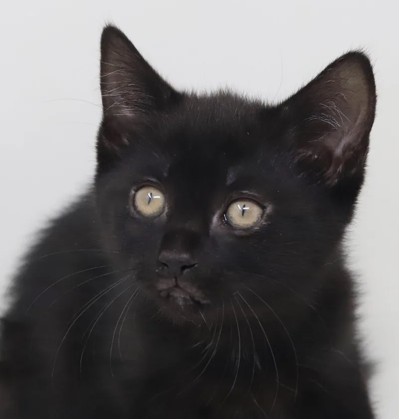 Shamrock Is Our Supergirl! thumbnail 6