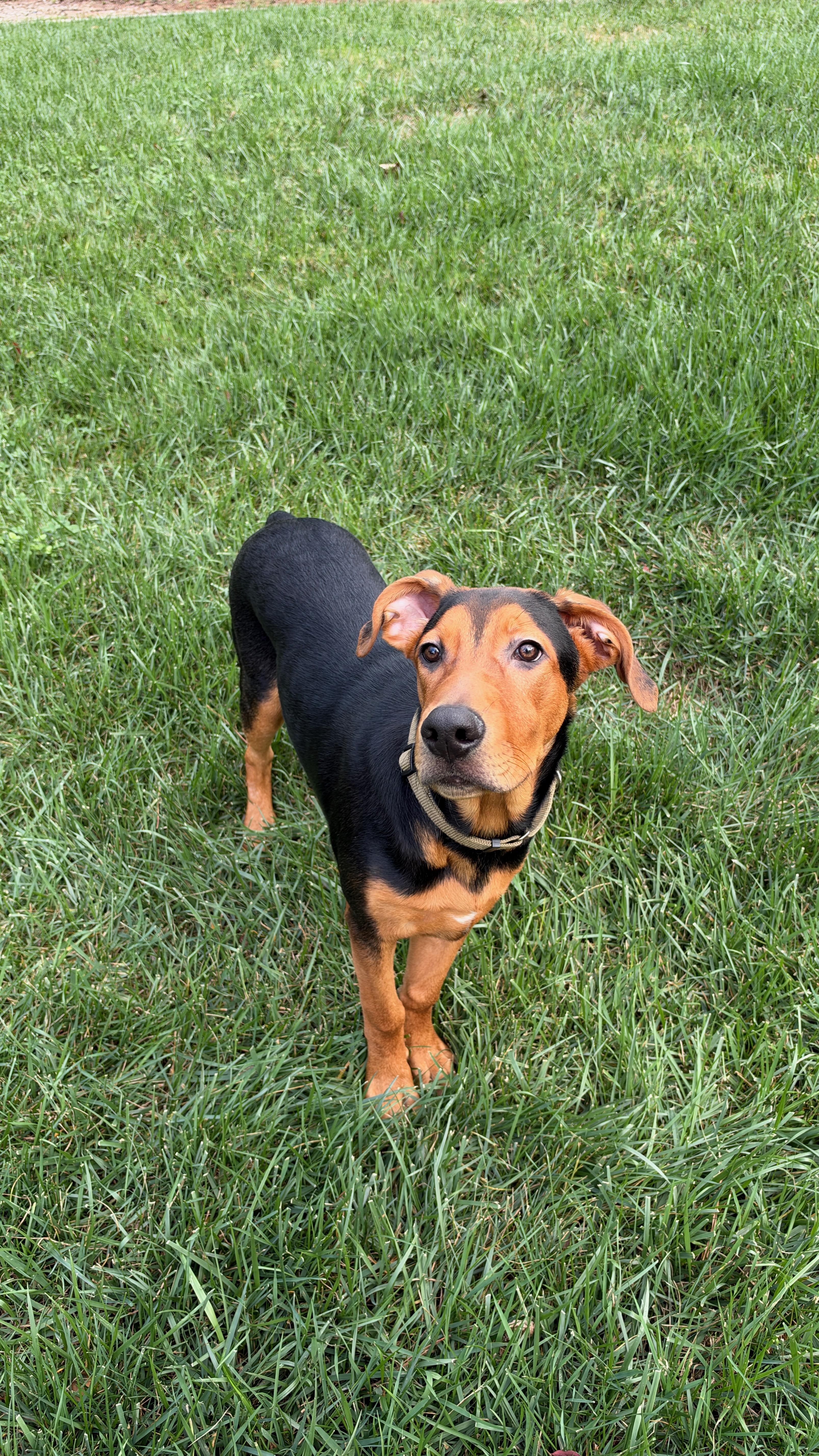A baby large-sized male Doberman Pinscher dog named Jake for adoption in Roswell, GA