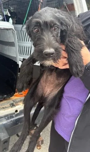 A baby large-sized female Schnauzer dog named Melody for adoption in Thompson Falls, MT