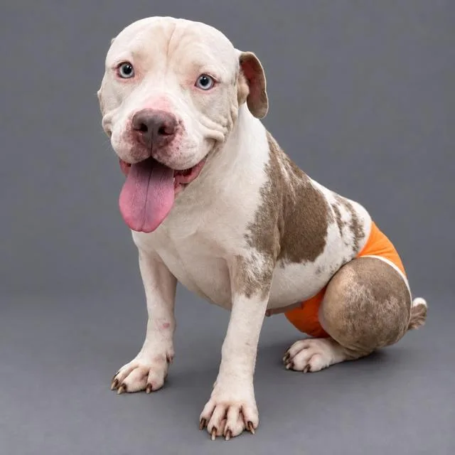 An adult medium-sized female Pit Bull Terrier dog named Gertie for adoption in Plaquemine, LA