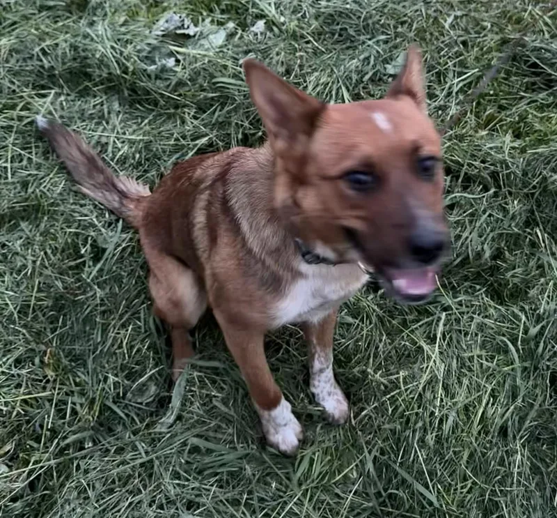 A young medium-sized male Red / Chestnut / Orange Cattle Dog dog named Teddy for adoption in Barrington Hills, IL