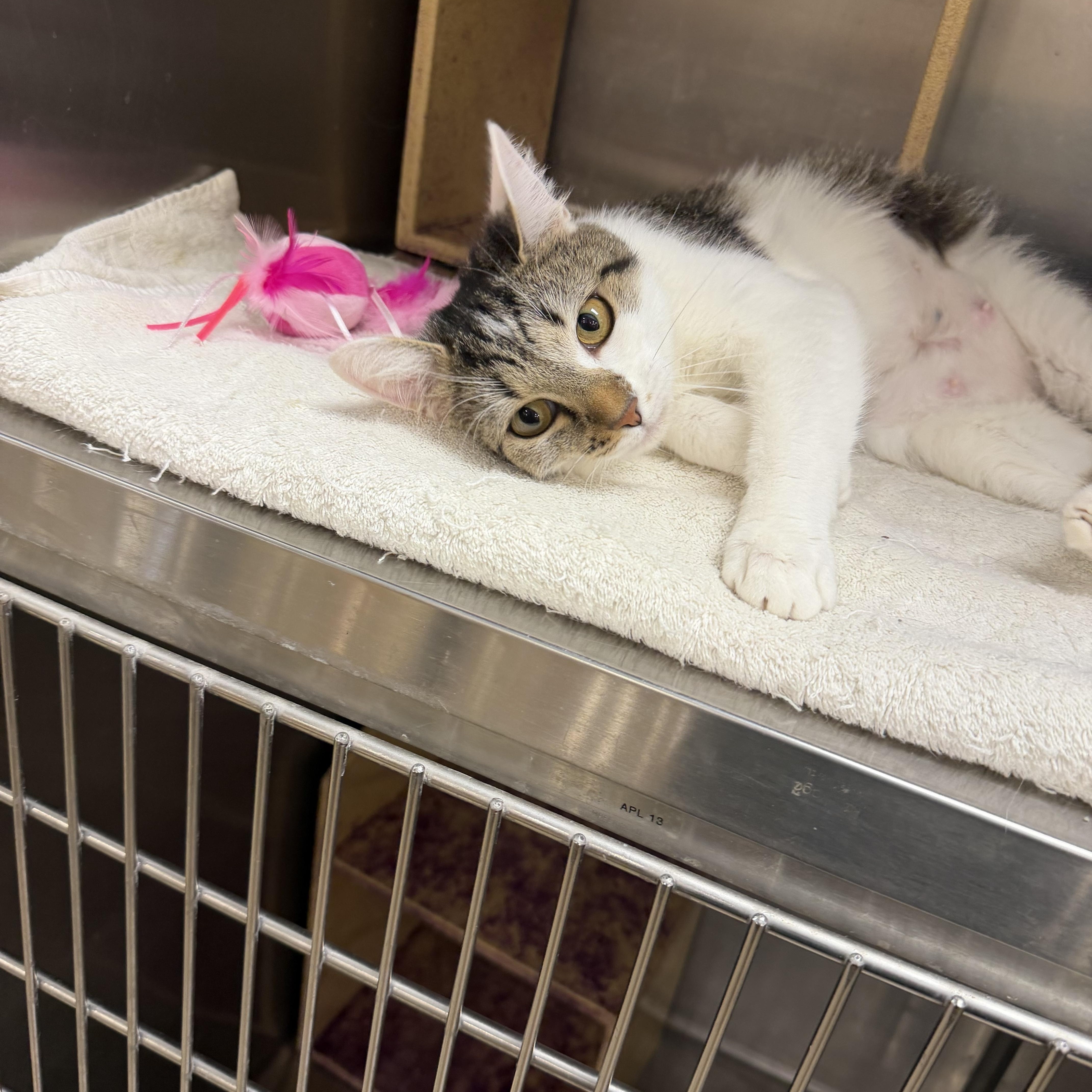 A young medium-sized female Tabby (Brown / Chocolate) Domestic Short Hair cat named Parmesan for adoption in Muncie, IN