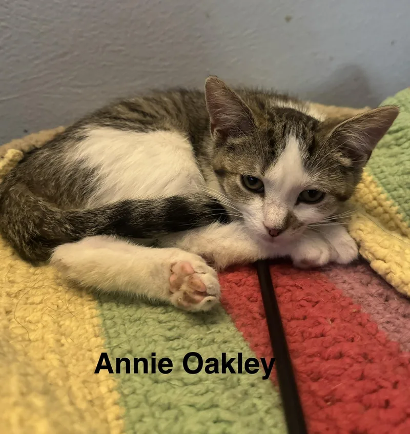A baby medium-sized female Tabby (Gray / Blue / Silver) American Shorthair cat named Annie Oakley for adoption in Massillon, OH