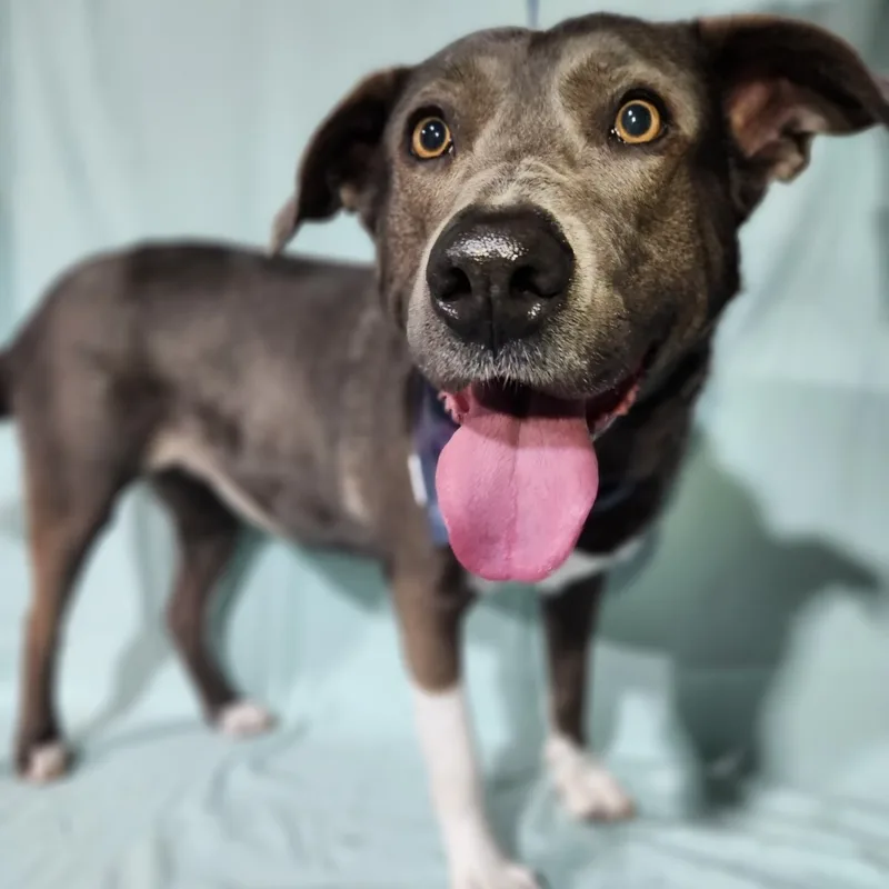 Blue Berries thumbnail 3