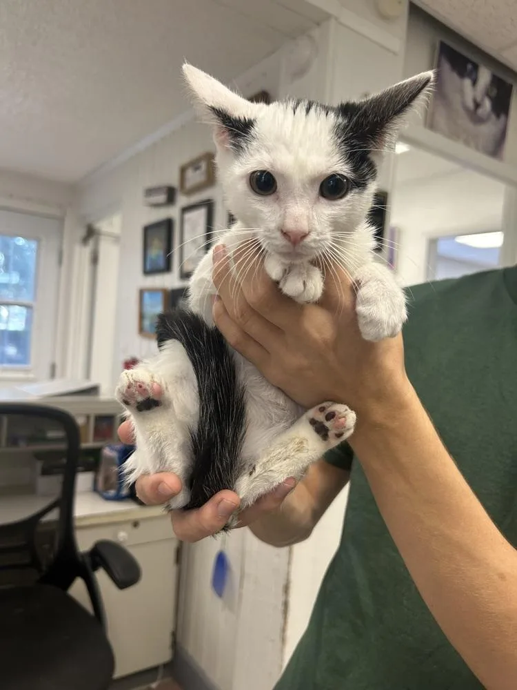 A young small-sized male Black & White / Tuxedo Domestic Short Hair cat named Gil for adoption in Ontario, CA
