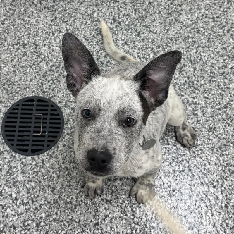 A baby small-sized male Gray / Blue / Silver Cattle Dog dog named Samosa for adoption in Brookfield, WI