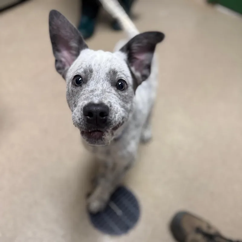 Samosa thumbnail 2