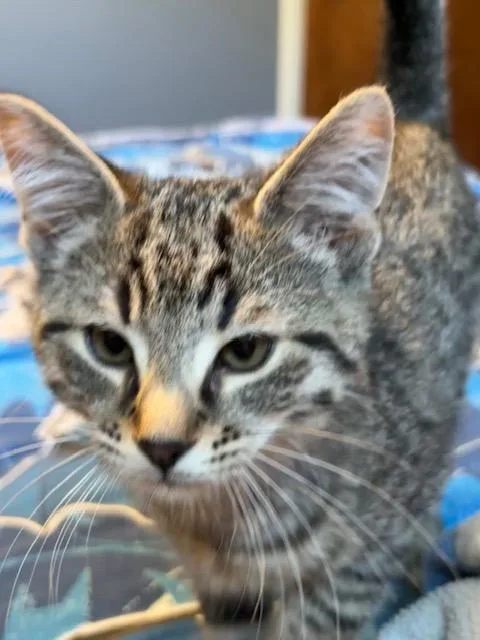 A baby medium-sized male Tabby (Gray / Blue / Silver) Domestic Short Hair cat named Bunsen for adoption in Chambersburg, PA