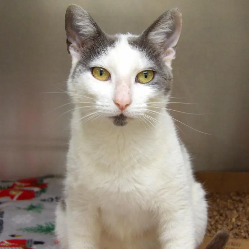 An adult medium-sized female Gray / Blue / Silver Domestic Short Hair cat named Lucy for adoption in Newark, NJ