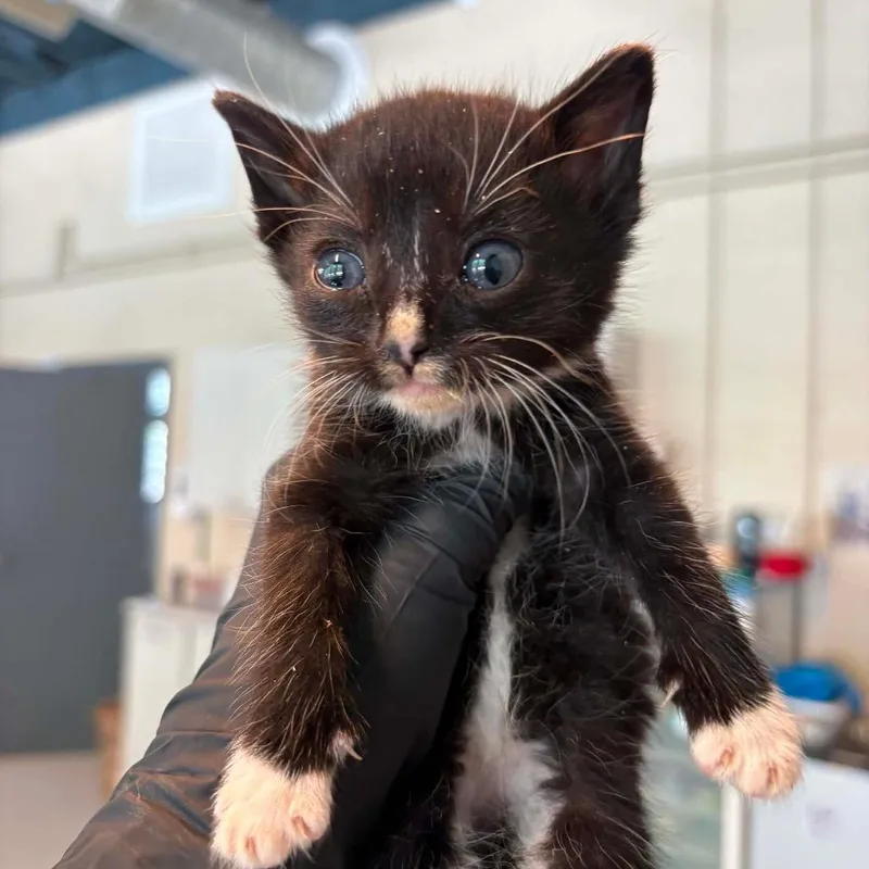 A baby small-sized male Black Domestic Short Hair cat named Morsel for adoption in Huntington, WV