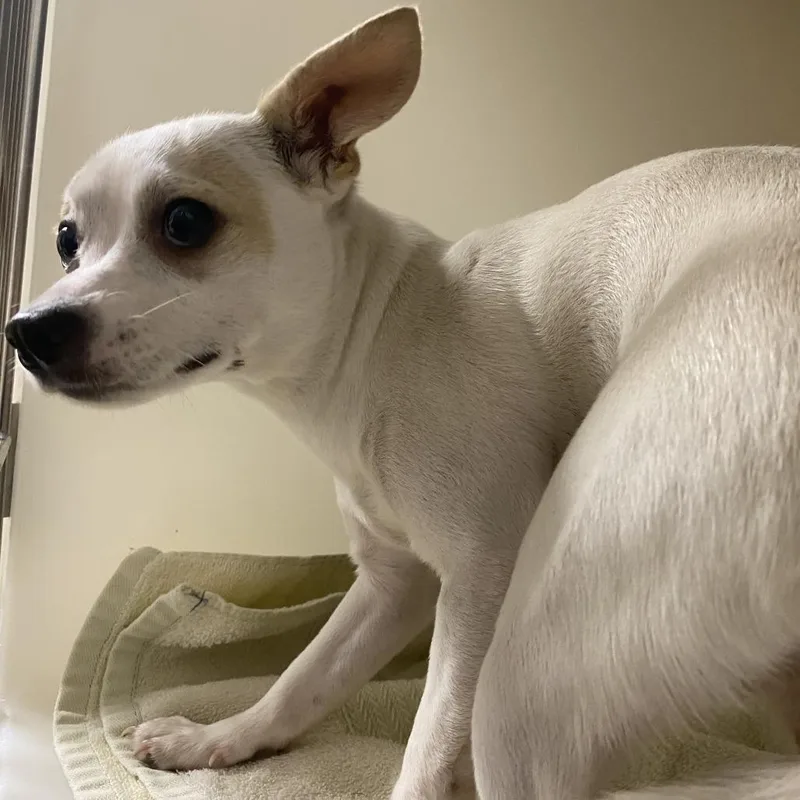 An adult small-sized female White / Cream Chihuahua dog named 71589 for adoption in Harrisonburg, VA