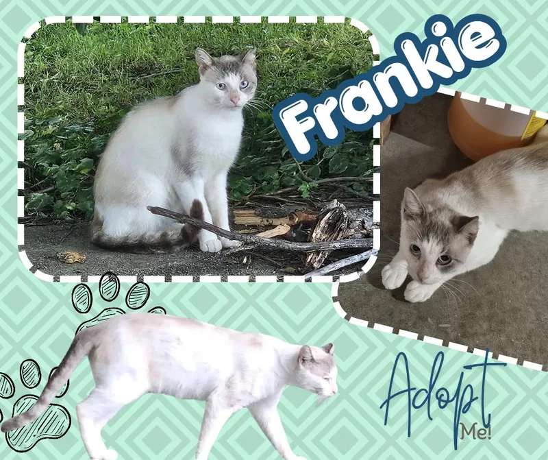 A young medium-sized male American Shorthair cat named Frankie for adoption in Paris, IL