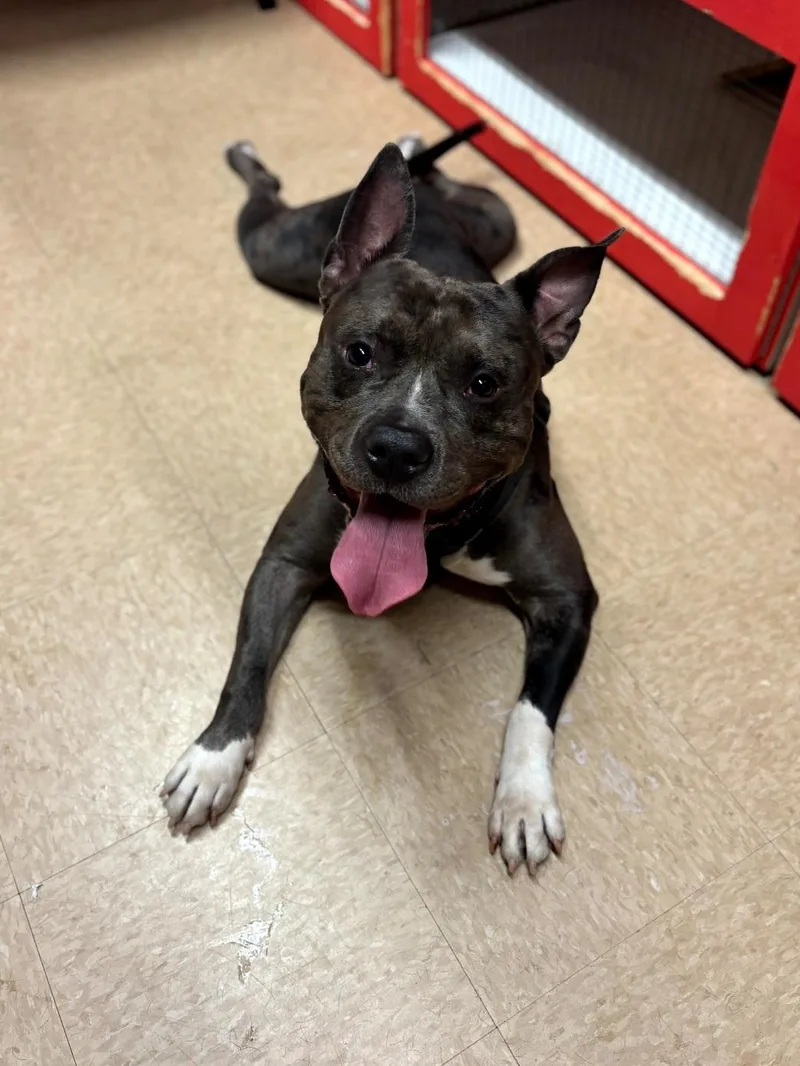 An adult large-sized male Gray / Blue / Silver Pit Bull Terrier dog named 97 for adoption in Pawtucket, RI