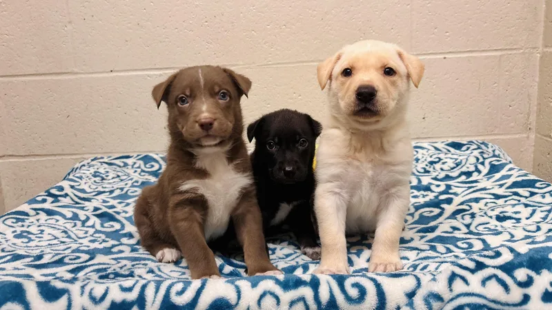 A baby large-sized male Black Labrador Retriever dog named George Straight for adoption in Collierville, TN
