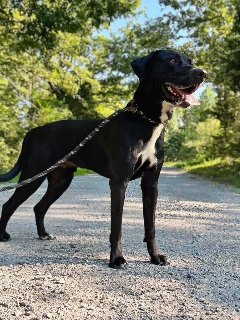 A young medium-sized male Labrador Retriever dog named Leroy for adoption in Waverly, TN