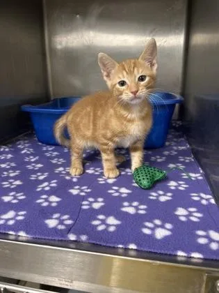 A baby medium-sized male Domestic Short Hair cat named Mickey for adoption in Picayune, MS