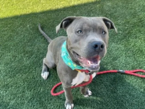 An adult large-sized male Pit Bull Terrier dog named Braxx for adoption in Los Angeles, CA