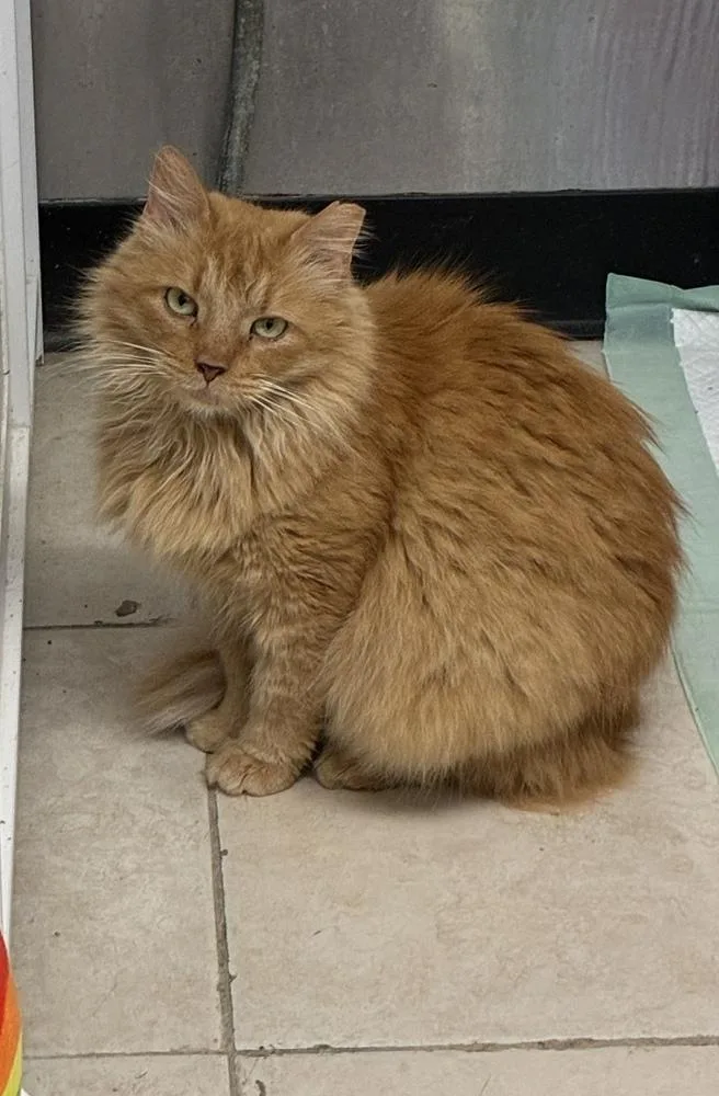 Queen Mufasa thumbnail 2