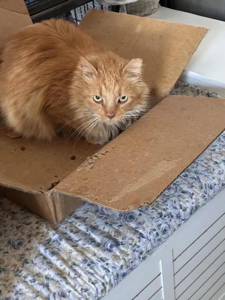 Queen Mufasa thumbnail 3