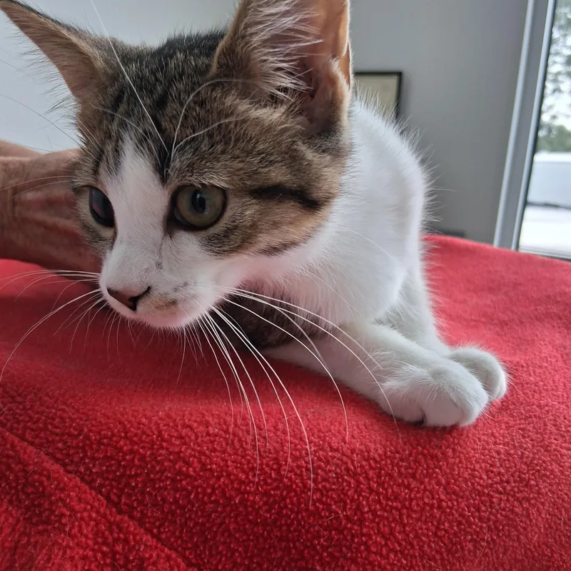 A baby medium-sized female Gray & White Domestic Short Hair cat named Hazel for adoption in Northfield, MN