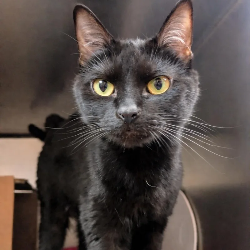 An adult medium-sized female Black Domestic Short Hair cat named Fiona for adoption in Providence, RI