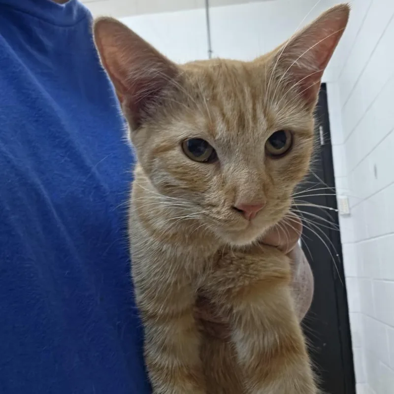 A baby medium-sized female Orange / Red Domestic Short Hair cat named Bree for adoption in Ardmore, OK