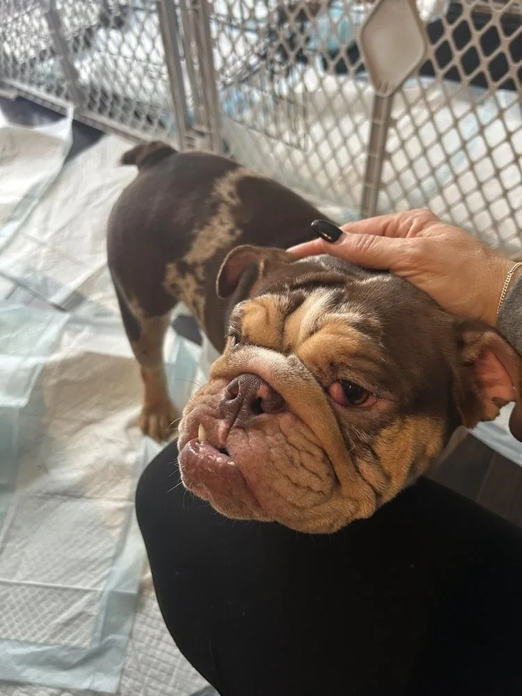 A baby medium-sized female Merle (Blue) American Bulldog dog named Shirley for adoption in Clinton Township, MI