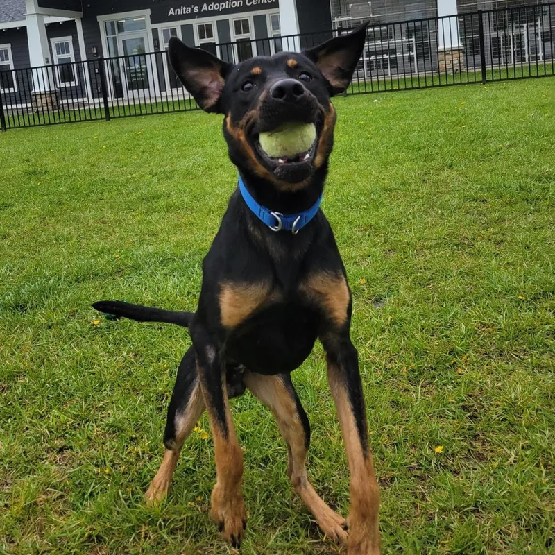 A young medium-sized male Black Mixed Breed dog named Gene Simmons for adoption in Cooperstown, NY