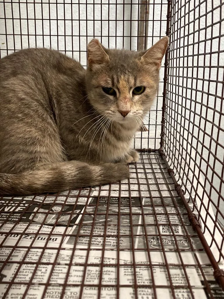 A young medium-sized female Domestic Short Hair cat named Beanie for adoption in New Braunfels, TX