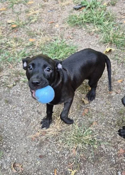 A baby medium-sized female Black Pit Bull Terrier dog named Rue for adoption in Lafayette, IN