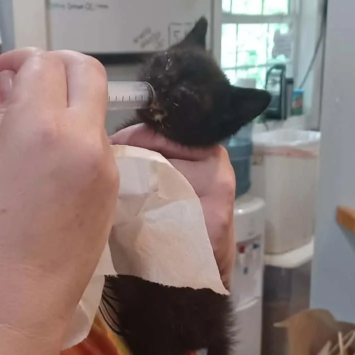 A baby small-sized male Black Domestic Short Hair cat named Ember for adoption in Boaz, AL