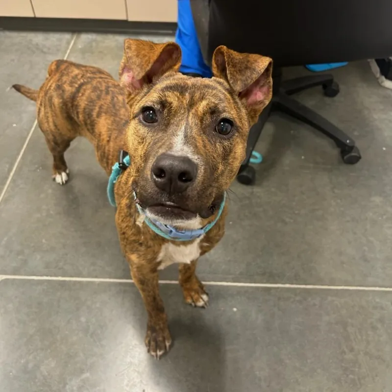 An adult medium-sized male Brindle Mixed Breed dog named Chester for adoption in Webster, TX