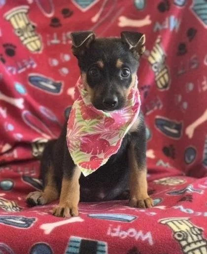 A baby medium-sized female German Shepherd Dog dog named Red for adoption in Madison, NJ