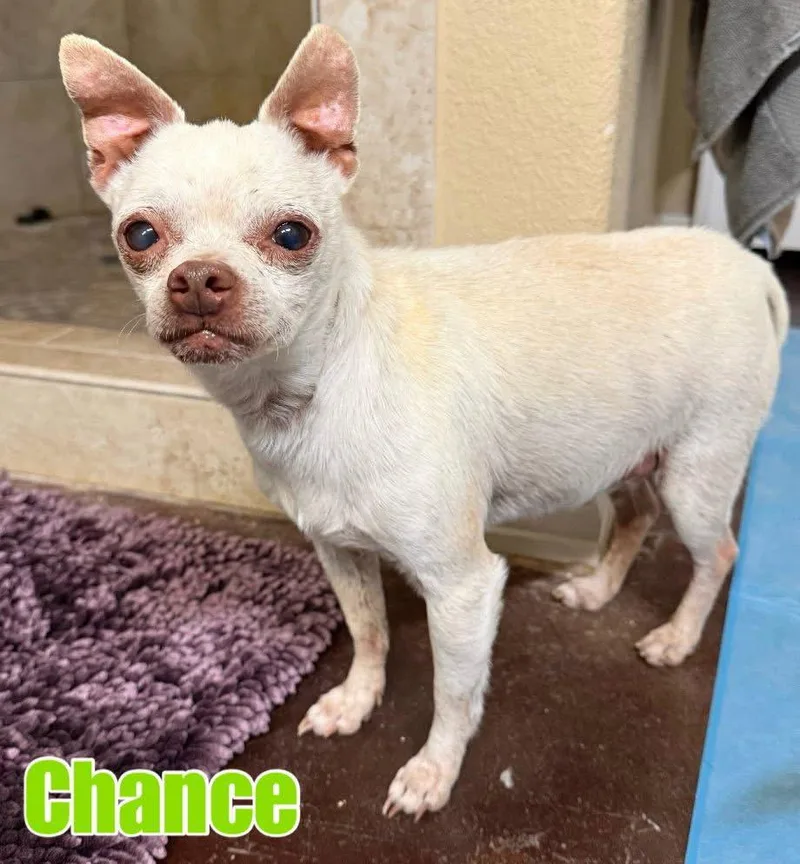 A senior small-sized male Chihuahua dog named Chance for adoption in New London, WI