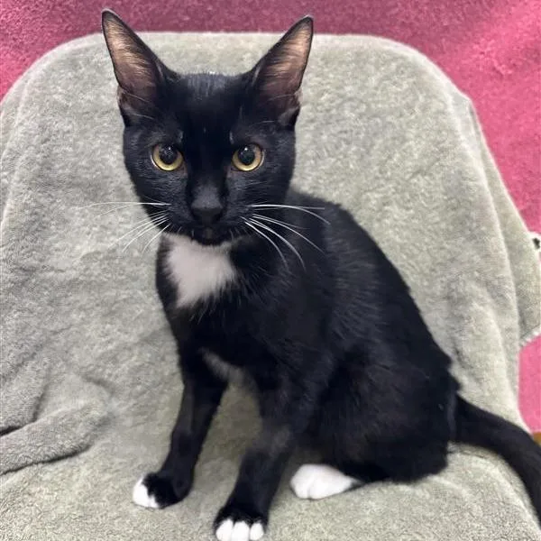 A baby medium-sized male Black Domestic Short Hair cat named Vinny for adoption in Hawthorne, CA