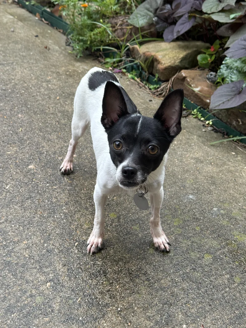 A young small-sized female Black Jack Russell Terrier dog named Harriet Kane for adoption in Houston, TX