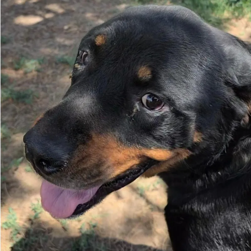 An adult large-sized female Black Rottweiler dog named Sophie for adoption in Coralville, IA