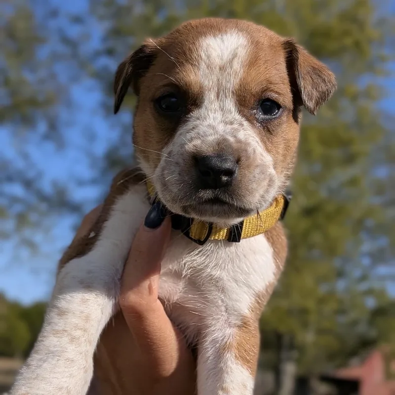 A baby medium-sized male Pointer dog named Gnomeo  Fairy Garden for adoption in Spring Hill, TN