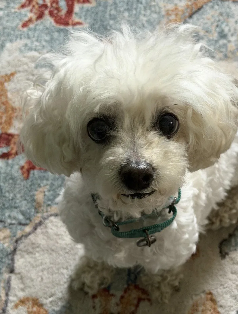A senior small-sized female Poodle dog named Katie for adoption in Cuyahoga Falls, OH