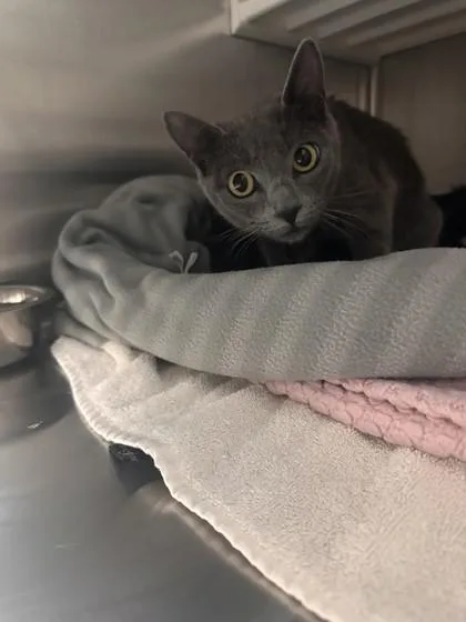 An adult small-sized female Domestic Short Hair cat named Lakes for adoption in Roseville, CA