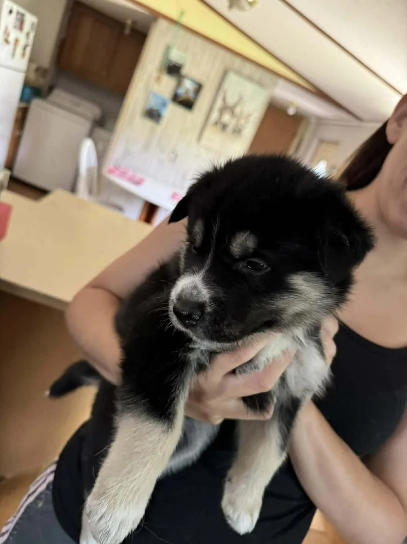 A baby large-sized female Husky dog named Gaffer for adoption in Holly Springs, NC