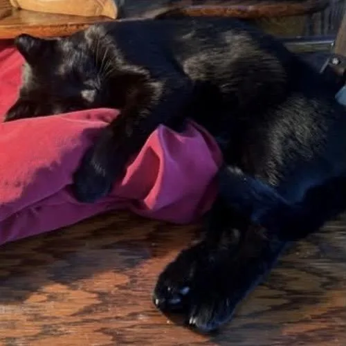 An adult small-sized female Black American Shorthair cat named Percy is LOST Mantorville for adoption in Rochester, MN
